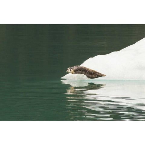 Alaska, Tongass NF Lone harbor seal on iceberg White Modern Wood Framed Art Print by Illg, Cathy and Gordon