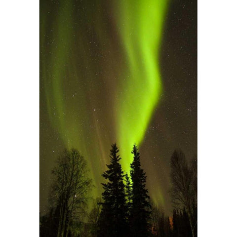 Alaska, Chena Hot Springs Aurora borealis Gold Ornate Wood Framed Art Print with Double Matting by Illg, Cathy and Gordon