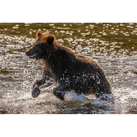 AK, Tongass NF Young grizzly cub hunting fish Black Modern Wood Framed Art Print with Double Matting by Illg, Cathy and Gordon