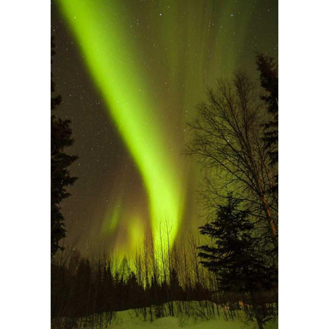 Alaska, Chena Hot Springs Aurora borealis Black Modern Wood Framed Art Print with Double Matting by Illg, Cathy and Gordon