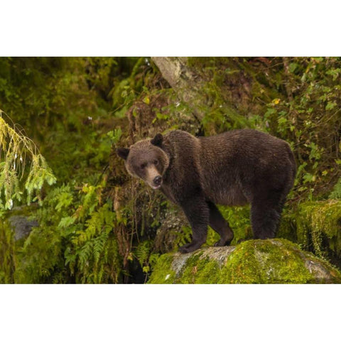 AK, Tongass NF Grizzly bear standing on boulder Black Modern Wood Framed Art Print by Illg, Cathy and Gordon