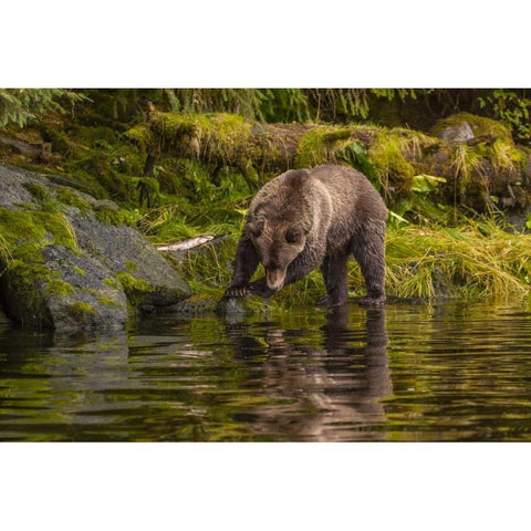 AK, Tongass NF Grizzly bear hunts for salmon Black Modern Wood Framed Art Print by Illg, Cathy and Gordon