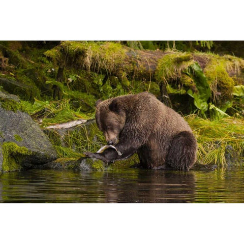 AK, Tongass NF Grizzly bear catches salmon White Modern Wood Framed Art Print by Illg, Cathy and Gordon