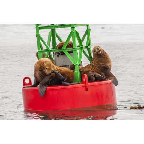 Alaska, Tongass NF Sea lions resting on a buoy White Modern Wood Framed Art Print by Illg, Cathy and Gordon
