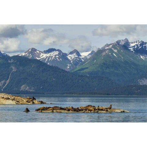 Alaska, Glacier Bay NP Stellars sea lions Gold Ornate Wood Framed Art Print with Double Matting by Illg, Cathy and Gordon