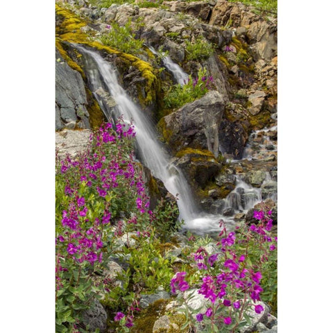 Alaska, Glacier Bay NP Fireweed and waterfall Gold Ornate Wood Framed Art Print with Double Matting by Illg, Cathy and Gordon