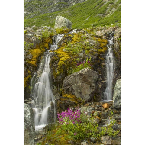 Alaska, Glacier Bay NP Fireweed and waterfall Gold Ornate Wood Framed Art Print with Double Matting by Illg, Cathy and Gordon