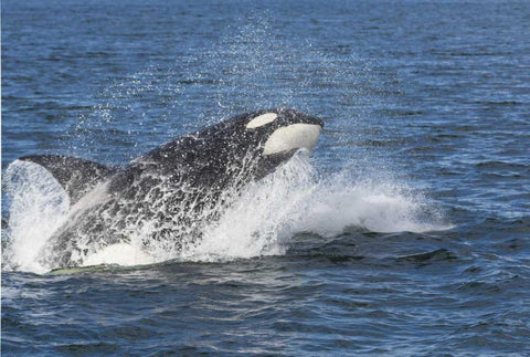 USA, Alaska Orca whale breaching Black Ornate Wood Framed Art Print with Double Matting by Paulson, Don