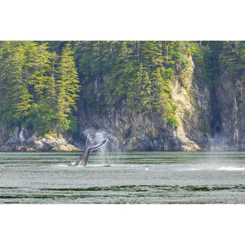 USA, Alaska Humpback whale tail lobbing Gold Ornate Wood Framed Art Print with Double Matting by Paulson, Don