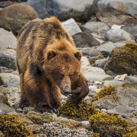 USA, Alaska, Glacier Bay NP Brown bear on beach Black Modern Wood Framed Art Print by Paulson, Don