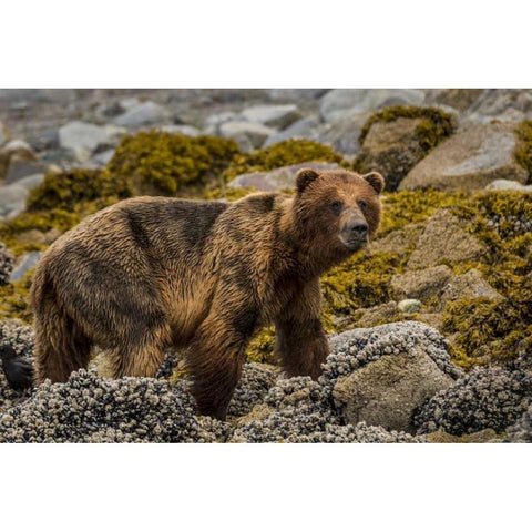 USA, Alaska, Glacier Bay NP Brown bear on beach Gold Ornate Wood Framed Art Print with Double Matting by Paulson, Don