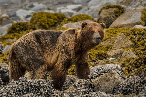 USA, Alaska, Glacier Bay NP Brown bear on beach Black Ornate Wood Framed Art Print with Double Matting by Paulson, Don