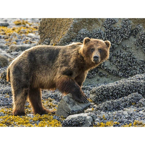 USA, Alaska, Glacier Bay NP Brown bear on beach Black Modern Wood Framed Art Print by Paulson, Don