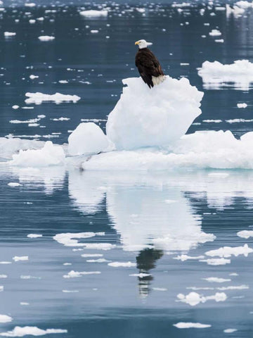 Alaska, Glacier Bay NP Bald eagle on iceberg Black Ornate Wood Framed Art Print with Double Matting by Paulson, Don