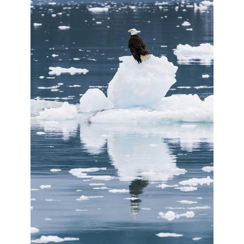Alaska, Glacier Bay NP Bald eagle on iceberg Black Modern Wood Framed Art Print by Paulson, Don