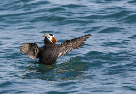 Alaska, Glacier Bay NP Tufted puffin in water White Modern Wood Framed Art Print with Double Matting by Paulson, Don