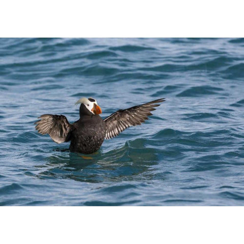 Alaska, Glacier Bay NP Tufted puffin in water Black Modern Wood Framed Art Print with Double Matting by Paulson, Don
