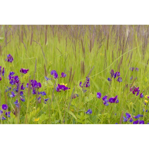 Alaska, Glacier Bay NP flowers in grassy meadow Gold Ornate Wood Framed Art Print with Double Matting by Paulson, Don
