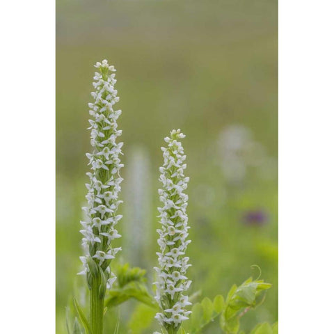 Alaska, Glacier Bay NP White bog orchid Gold Ornate Wood Framed Art Print with Double Matting by Paulson, Don