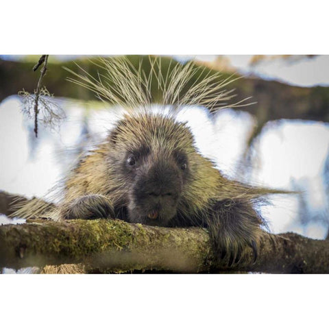 Alaska, Glacier Bay NP Porcupine in a tree Black Modern Wood Framed Art Print by Paulson, Don