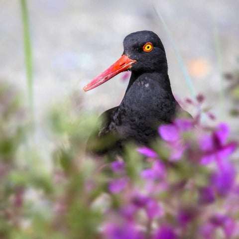 AK, Glacier Bay Black oyster catcher and flowers White Modern Wood Framed Art Print by Paulson, Don