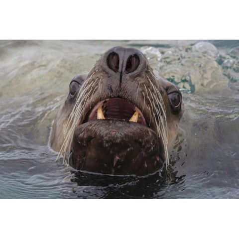 Alaska, Glacier Bay NP Stellar sea lion in water Black Modern Wood Framed Art Print by Paulson, Don