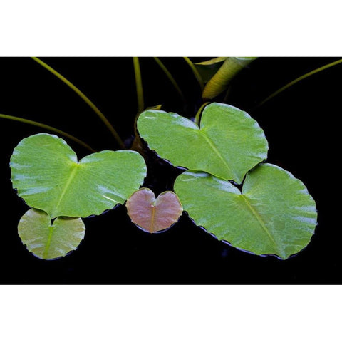 AK, Glacier Bay NP Pond lily in Dundas Bay White Modern Wood Framed Art Print by Paulson, Don