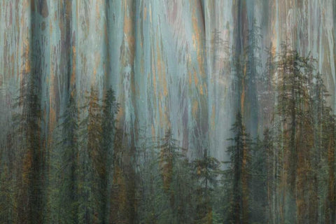 AK, Misty Fiords NM Abstract of trees and forest Black Ornate Wood Framed Art Print with Double Matting by Paulson, Don