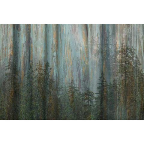 AK, Misty Fiords NM Abstract of trees and forest Black Modern Wood Framed Art Print with Double Matting by Paulson, Don