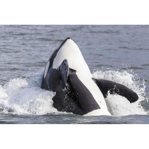 USA, Alaska Orca whale breaching Gold Ornate Wood Framed Art Print with Double Matting by Paulson, Don