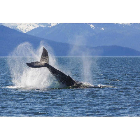 USA, Alaska Orca whale, tail lobbing Black Modern Wood Framed Art Print by Paulson, Don