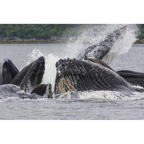 USA, Alaska Humpback whales bubble net feeding Gold Ornate Wood Framed Art Print with Double Matting by Paulson, Don