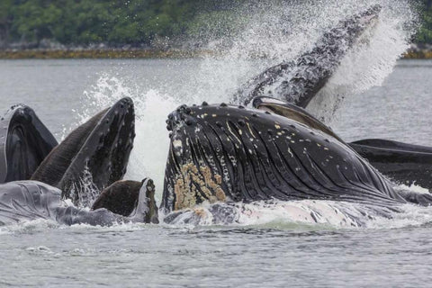 USA, Alaska Humpback whales bubble net feeding White Modern Wood Framed Art Print with Double Matting by Paulson, Don