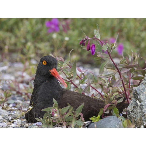 AK, Glacier Bay Black oyster catcher and flowers Gold Ornate Wood Framed Art Print with Double Matting by Paulson, Don