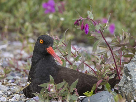 AK, Glacier Bay Black oyster catcher and flowers White Modern Wood Framed Art Print with Double Matting by Paulson, Don