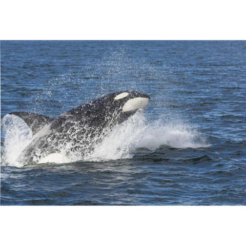 Alaska Orca whale breaching White Modern Wood Framed Art Print by Paulson, Don