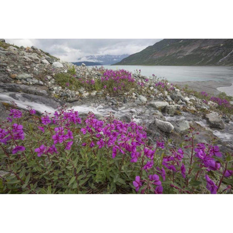 Alaska, Glacier Bay NP Small stream cascade White Modern Wood Framed Art Print by Paulson, Don