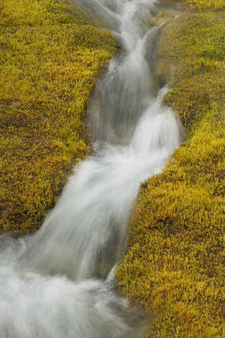 AK, Glacier Bay NP Stream cascade amid moss White Modern Wood Framed Art Print with Double Matting by Paulson, Don