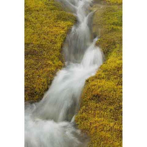 AK, Glacier Bay NP Stream cascade amid moss Black Modern Wood Framed Art Print by Paulson, Don
