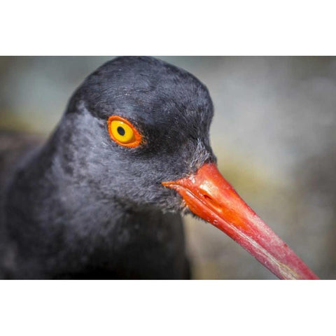 Alaska, Glacier Bay NP Black oystercatcher bird Gold Ornate Wood Framed Art Print with Double Matting by Paulson, Don