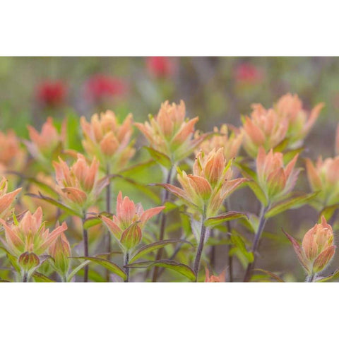 Alaska, Glacier Bay NP Indian paintbrush flowers Black Modern Wood Framed Art Print by Paulson, Don