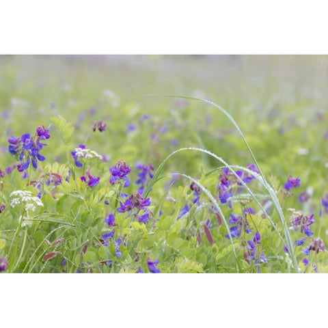 Alaska, Glacier Bay NP Wildflowers in meadow Black Modern Wood Framed Art Print by Paulson, Don