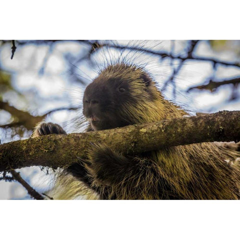 Alaska, Glacier Bay NP Porcupine in a tree Black Modern Wood Framed Art Print by Paulson, Don
