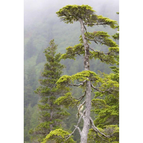 Alaska, Glacier Bay NP Hemlock tree in forest White Modern Wood Framed Art Print by Paulson, Don