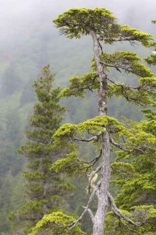 Alaska, Glacier Bay NP Hemlock tree in forest White Modern Wood Framed Art Print with Double Matting by Paulson, Don