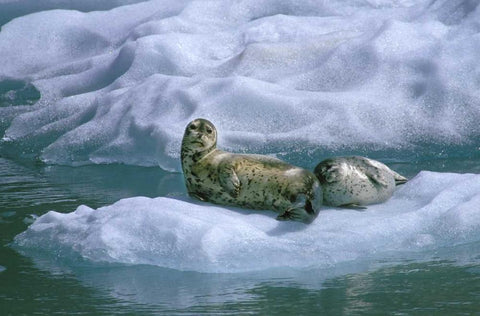 AK, Inside Passage Seal and pup on ice float White Modern Wood Framed Art Print with Double Matting by Rotenberg, Nancy