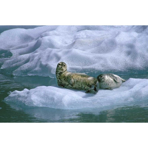 AK, Inside Passage Seal and pup on ice float Black Modern Wood Framed Art Print by Rotenberg, Nancy