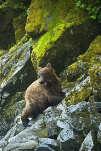 USA, Alaska Young grizzly bear on rocky slope White Modern Wood Framed Art Print with Double Matting by Rotenberg, Nancy