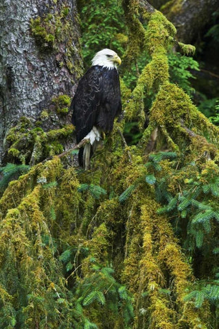 USA, Alaska Bald eagle in mossy tree Black Ornate Wood Framed Art Print with Double Matting by Rotenberg, Nancy