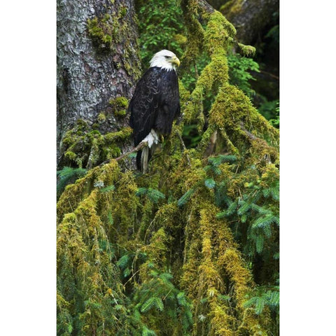 USA, Alaska Bald eagle in mossy tree Gold Ornate Wood Framed Art Print with Double Matting by Rotenberg, Nancy